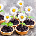 HUG Dessert-Tartelettes "Classic", 5 cm