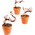 Blumentopf aus Schokolade, terracotta