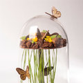 Schmetterling