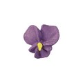 Zuckerblumen "Veilchen", violette